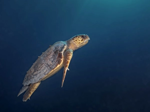 Turtles Prints: Loggerhead Turtle (Caretta caretta), Grand Cayman, Cayman Islands, British West Indies