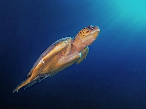Turtles Prints: Loggerhead Turtle (Caretta caretta), Grand Cayman, Cayman Islands, British West Indies