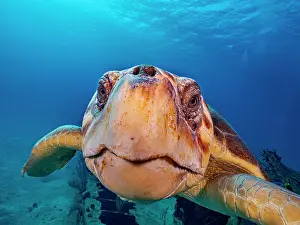 Turtles Prints: Loggerhead Turtle (Caretta caretta) at the Doc Poulson Wreck on Grand Cayman