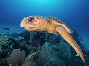 Turtles Prints: Loggerhead Turtle (Caretta caretta) at the Doc Poulson Wreck on Grand Cayman