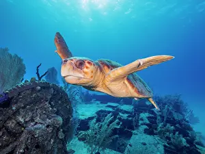 Antilles Prints: Loggerhead Turtle (Caretta caretta) at the Doc Poulson Wreck on Grand Cayman