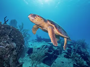 Turtles Prints: Loggerhead Turtle (Caretta caretta) at the Doc Poulson Wreck on Grand Cayman