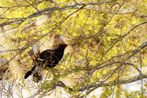Aves Prints: Lombardy, Italy. Black grouse