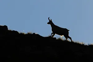Mammalia Prints: Lombardy, Italy. Chamois
