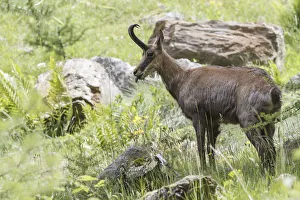 Lombardy, Italy. Chamois