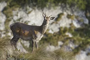 Images Dated 27th April 2016: Lombardy, Italy. Deer