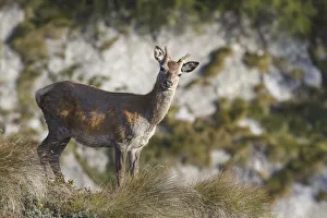 Cervus Elaphus Prints: Lombardy, Italy. Deer