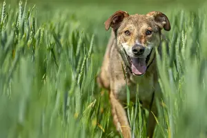 Domestic Prints: Lombardy, Italy, Europe. Close up of a mongrel dog walking through wheat