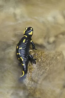 Images Dated 27th April 2016: Lombardy, Italy. Fire salamander