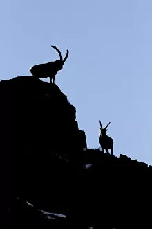 Images Dated 27th April 2016: Lombardy, Italy. Ibex