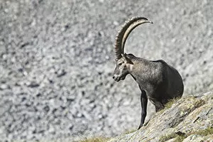 Images Dated 27th April 2016: Lombardy, Italy. Ibex
