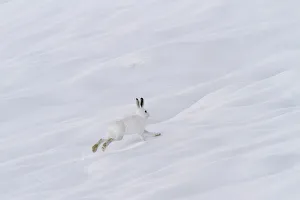 Mammalia Prints: Lombardy, Italy. Mountain hare