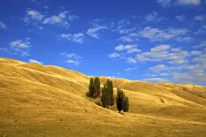 Poplar Prints: Lombardy Poplar Trees, New Zealand Rural Landscape, Hawkes Bay, New Zealand, Pacific
