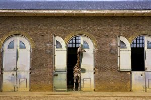 Long Prints: London Zoo