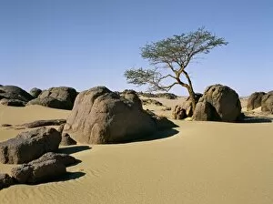 Acacia Tree Gallery: A lone Acacia tree struggles to survive among rocks
