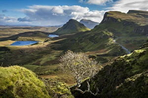 Lone bare tree at Quiraing with views of Loch Leum nu Luirginn and Loch Cleat, Isle