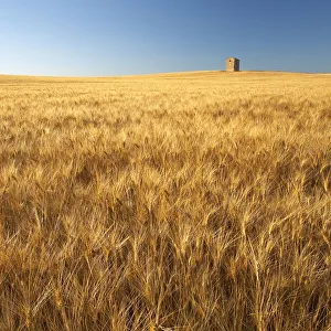 Barley Prints: Lone Barn in Field of Barley, near Puimoisson, Alpes de Haute, Provence, France