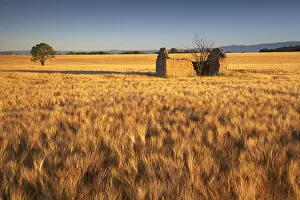 Crop Gallery: Lone Barn in Field of Barley, near Valensole, Alpes de Haute, Provence, France