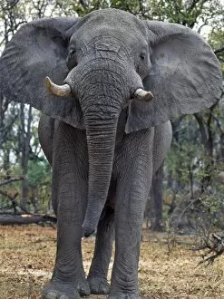 African Elephant Gallery: A lone bull elephant looks menacing in a wooded area