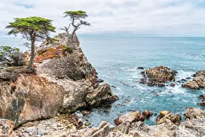Monterey Prints: Lone Cypress, Pebble Beach, Monterey Peninsula, California, USA