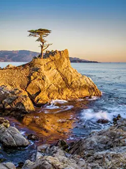 Monterey Prints: Lone Cypress, Pebble Beach, Monterey Peninsula, California, USA
