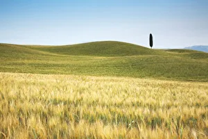 Wheatfield Prints: Lone Cypress Tree in Field of Barley, Pienza, Tuscany, Italy