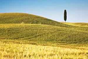 Tuscany Collection: Lone Cypress Tree in Field of Barley, Pienza, Tuscany, Italy