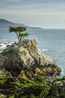Images Dated 16th April 2021: Lone Cypress tree pebble beach, California, USA