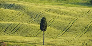 Country Prints: Lone Cypress Tree, Tuscany, Italy