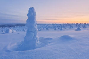 Lone frozen tree in the snowy woods, Riisitunturi National Park, Posio, Lapland, Finland