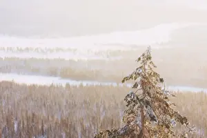 Tree Branch Prints: Lone frozen tree in the woods, Pallas-Yllastunturi National Park, Muonio, Lapland