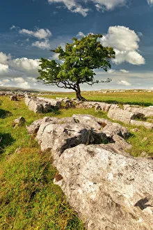 Lone Hawthorn Tree on Limestone Pavement, Winskill Stones Nature Reserve, Yorkshire Dales National Park, England