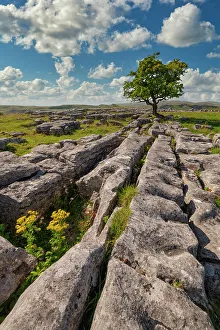 Yorkshire Prints: Lone Hawthorn Tree on Limestone Pavement