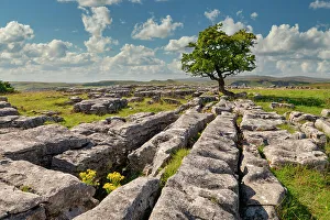 Yorkshire Prints: Lone Hawthorn Tree on Limestone Pavement
