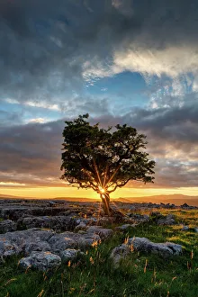 Lone Hawthorn Tree on Limestone Pavement at Sunset, Winskill Stones Nature Reserve, Yorkshire Dales National Park, England