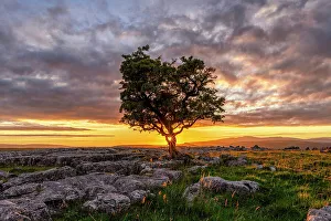 Lone Hawthorn Tree on Limestone Pavement at Sunset, Winskill Stones Nature Reserve, Yorkshire Dales National Park, England