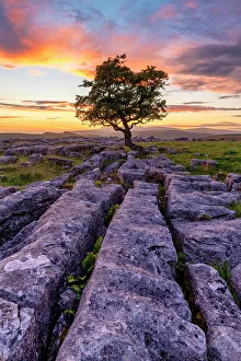 Yorkshire Prints: Lone Hawthorn Tree on Limestone Pavement at Sunset
