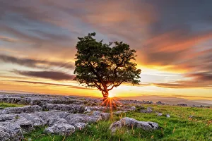 Yorkshire Prints: Lone Hawthorn Tree on Limestone Pavement at Sunset