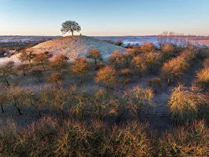 January Prints: The lone hilltop tree at Burrow Hill Cider Farm, Somerset, England. Winter (January) 2024