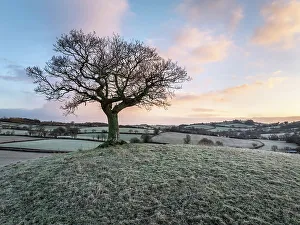 January Prints: Lone hilltop tree at dawn on a frosty winter morning