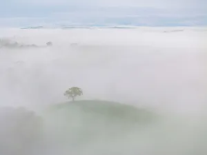 Hilltop Prints: Lone hilltop tree emerges from a sea of morning mist, Devon, England. Spring (May) 2024