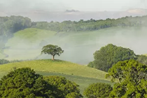 Images Dated 16th July 2021: Lone hilltop tree surrounded by rolling countryside on a misty summer morning, Devon