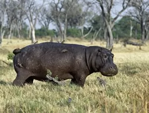 Wild Animal Gallery: A lone hippo with attendant red-billed oxpeckers