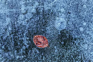 Texture Collection: A lone leaf trapped in the ice on a frozen lake surface, Emilia Romagna, Italy