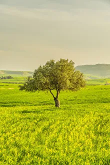 Cyprus Gallery: A lone olive tree in Athienou, Larnaca District, Cyprus