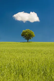 Agricultural Prints: Lone Olive Tree and Cloud, Tuscany, Italy