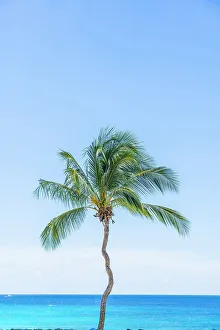 Barbados Prints: Lone palm tree, Needhams Point Bay, Barbados, Caribbean
