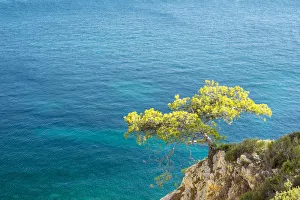 Lone pine tree growing from rocky ledge over blue water, Calanque de Sugiton, Parc