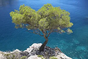 Lone Pine Tree, Les Calanques, Cassis, Provence, France