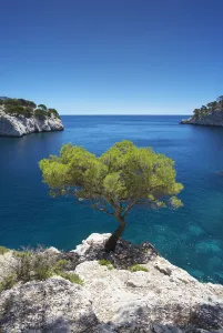 Holiday Destination Prints: Lone Pine Tree, Les Calanques, Cassis, Provence, France